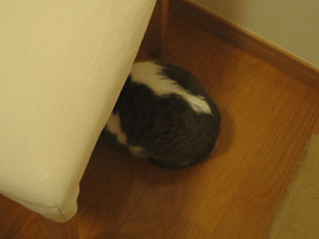 いすの下に隠れるハナを上から