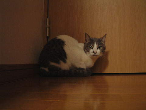 廊下の隅っこに身をひそめるハナ